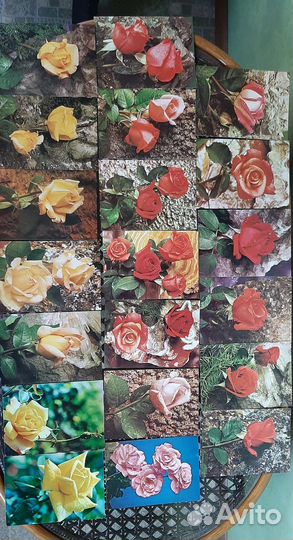 Открытки СССР Цветы (Розы) 1974 - 1982 годы