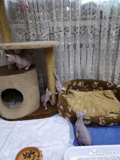 Донской сфинкс