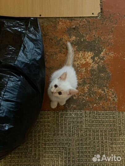 Кошечка