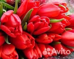Тюльпаны оптом и в розницу