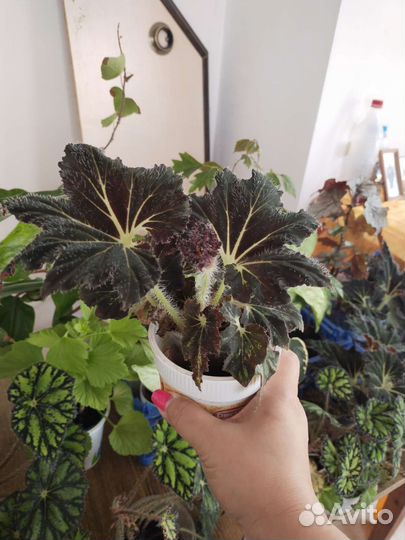 Комнатные цветы