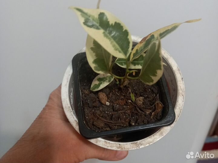 Фикус бенджамина