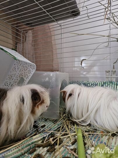 Броньморские свинки ручные породистые