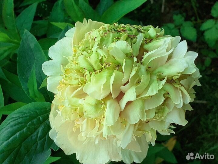 Пионы деленки Квитцин