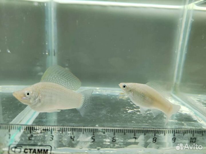 Аквариумные рыбки