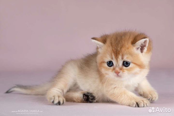 Мальчики золотая британская шиншилла