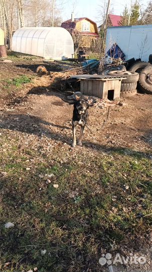 Собака в добрые руки отдам бесплатно