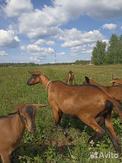 Козлики и козочки
