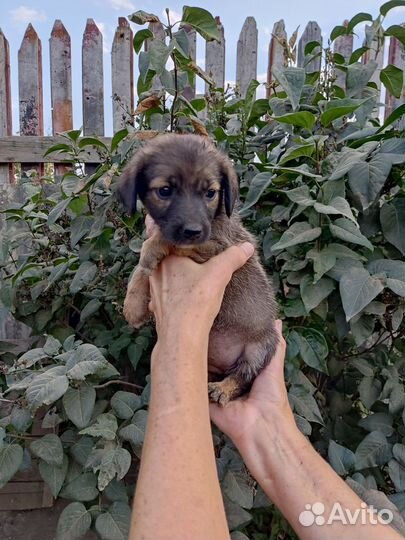 Собака в дар