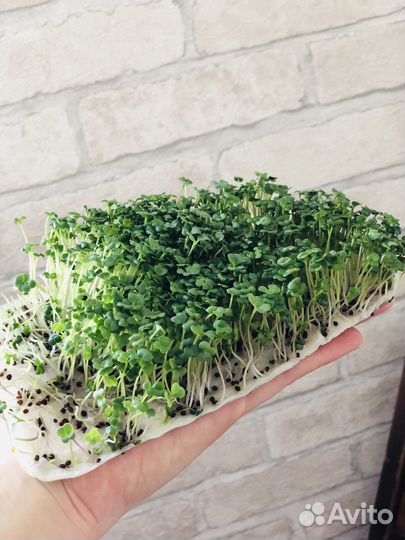 Микрозелень