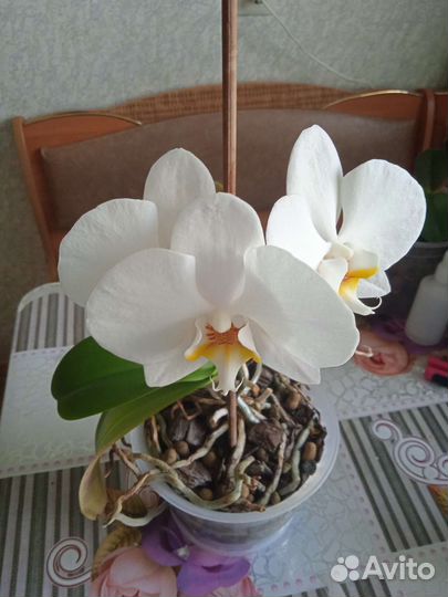 Орхидея фаленопсис