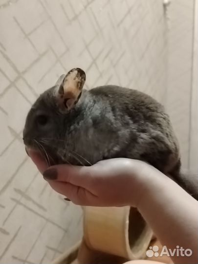 Шиншилла