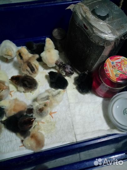 Цыплятки домашние разных пород