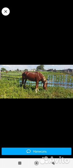 Продам коня