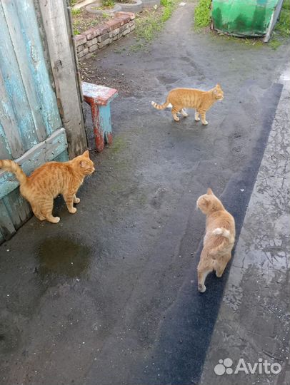 Кошка в дар бесплатно