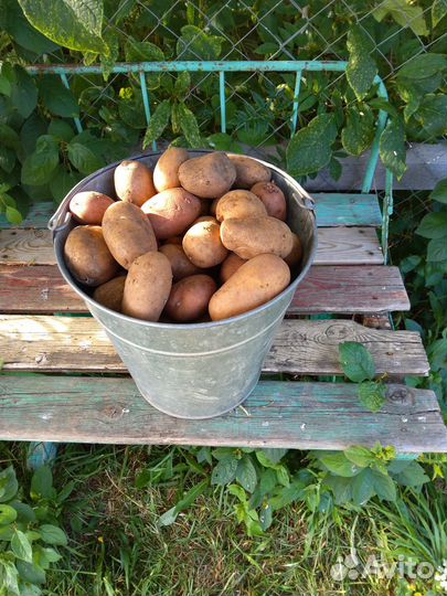 Продам картофель домашний