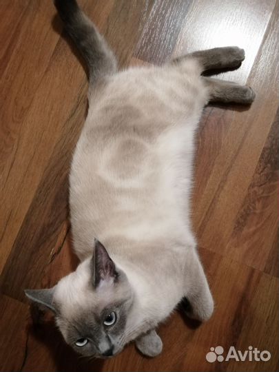 Кошечка Мася