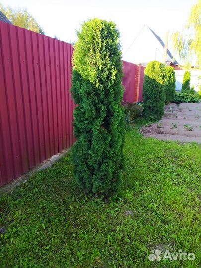 Туя смарагд