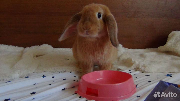 Декоративные кролики вислоухие