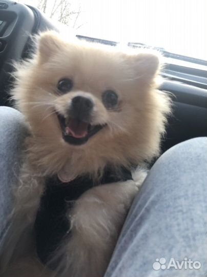 Случка шпиц