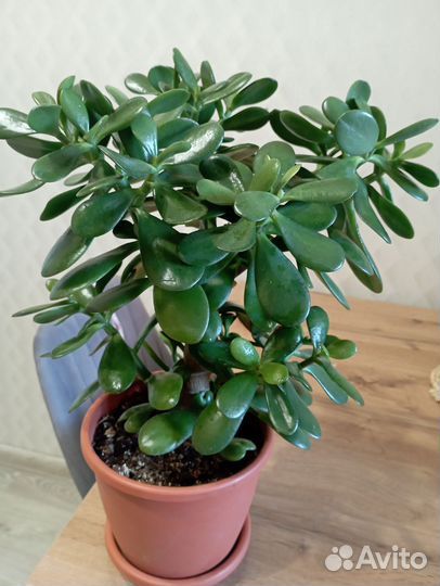 Толстянка денежное дерево