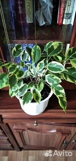 Фикус Бенджамин