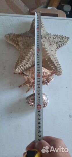 Морские ракушки звёзды