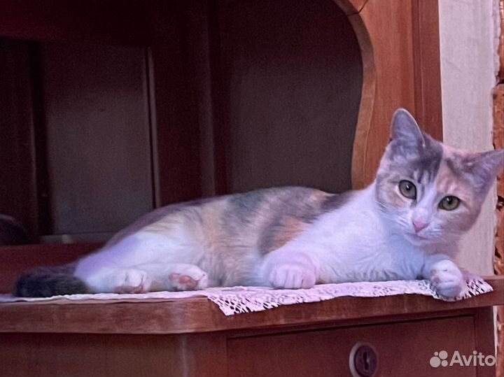 Отдам в добрые руки