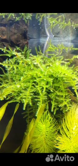 Нано cube Dennerle 20л