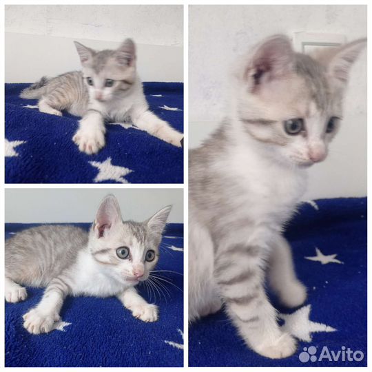 Котенок