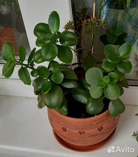 Каланхоэ цветущий