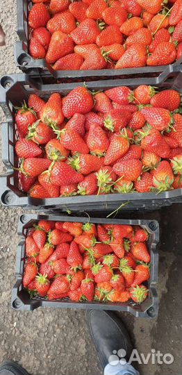 Клубника свежая сладкая вкусная из Азербайджана