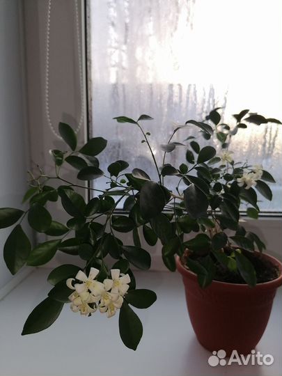 Мурайя метельчатая