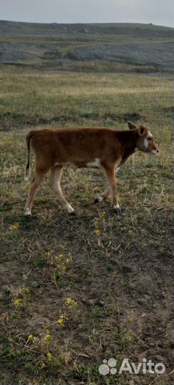 Телки порода красностепные