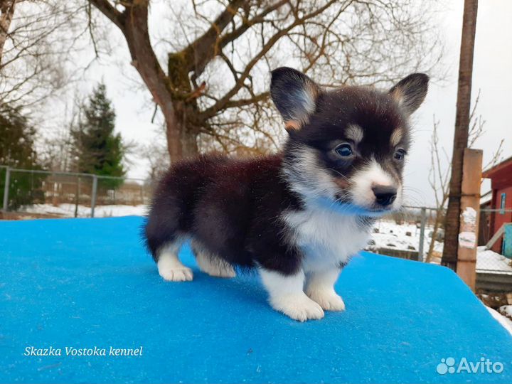 Вельш-корги пемброк