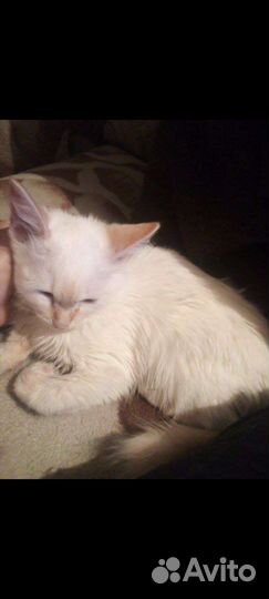 Кошки