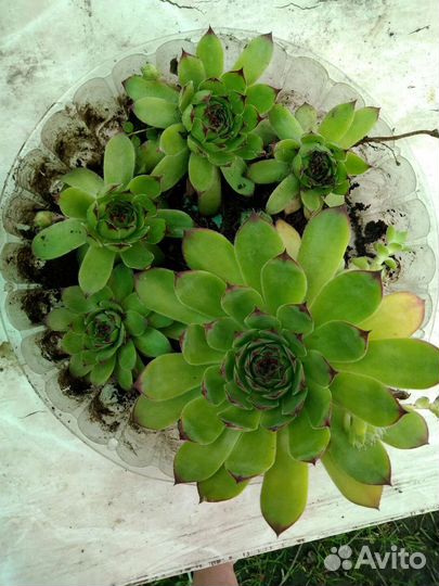 Молодило,очиток