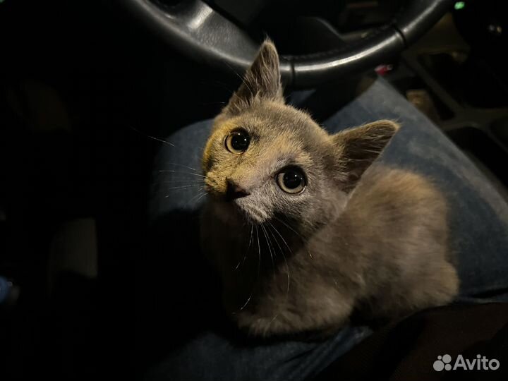Необыкновенный котенок