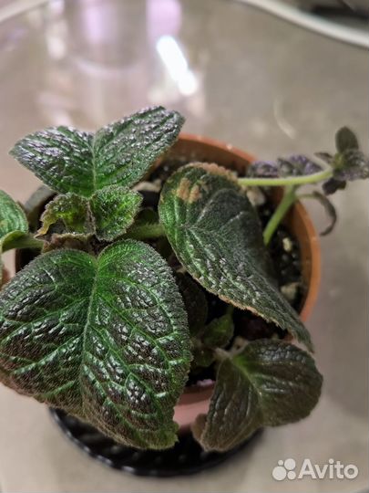 Эписция авокадо