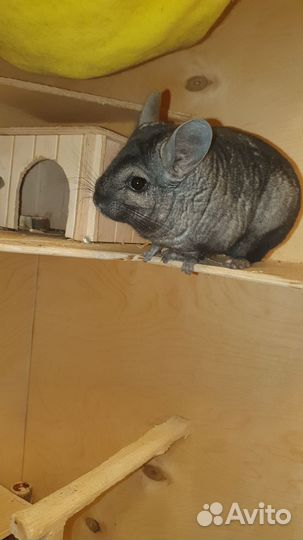 Шиншилла с клеткой