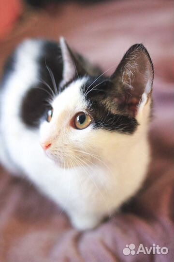 Девочка 4 мес в дар