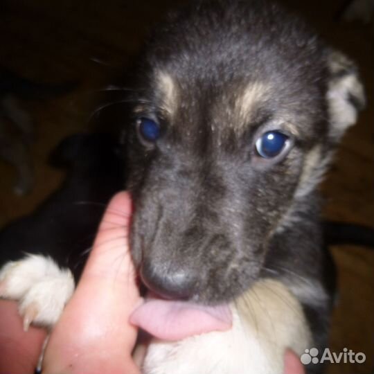 Щенки метисы кавказца в добрые руки