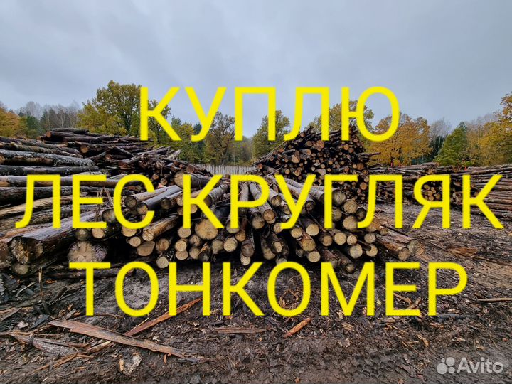 Лес Кругяк Тонкомер