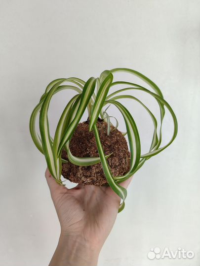 Кокедама (хлорофитум)