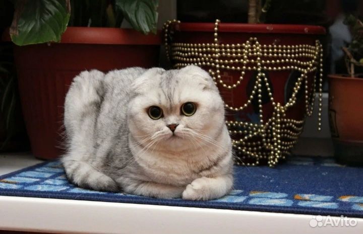 Шотландский кот вязка