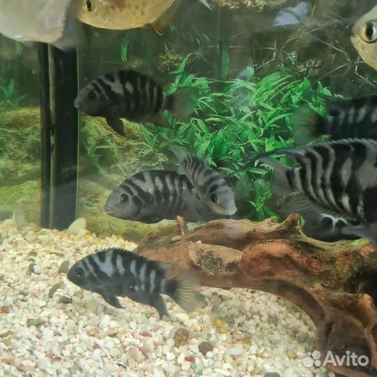 Аквариумные рыбы цихлазома