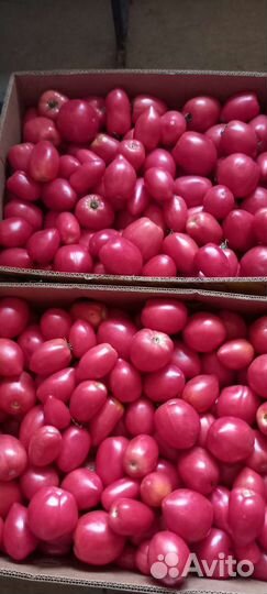 Помидоры оптом сливка