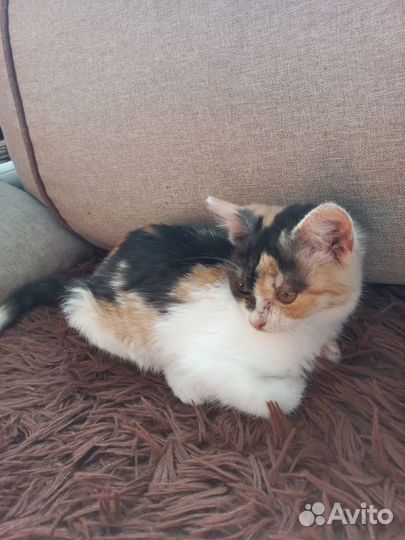 Отдам в добрые руки кошку