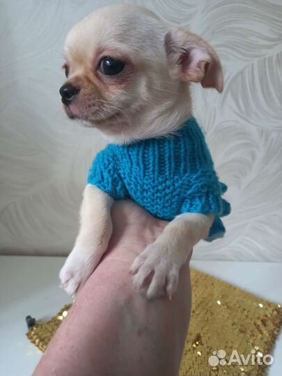 Щенки чихуахуа