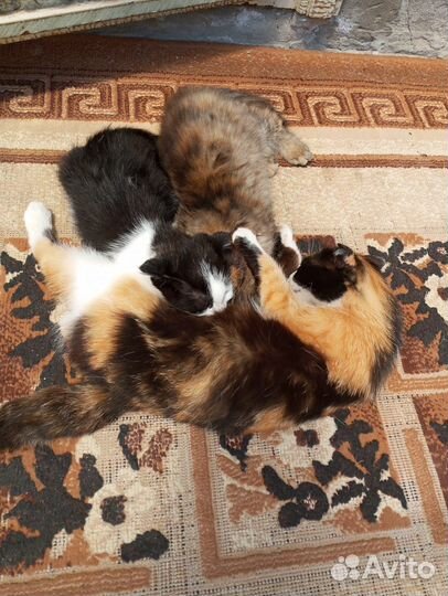 Кошка и котята в добрые руки
